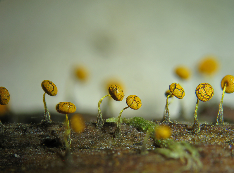 per non perdere l''abitudine...